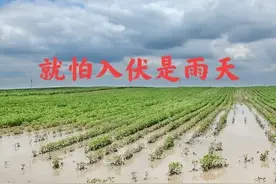 今日入伏，老话“就怕入伏是雨天”是啥意思？有啥征兆？答案来了图片