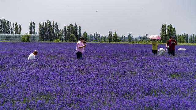 新疆霍城：“中国薰衣草之乡”