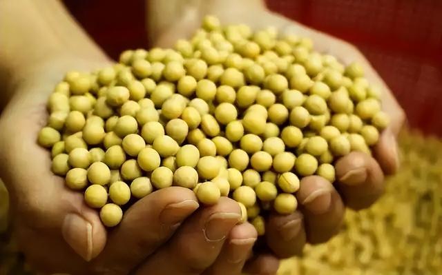 巴西大豆对华猛涨价，买家集体暂停订单，静待2个时机