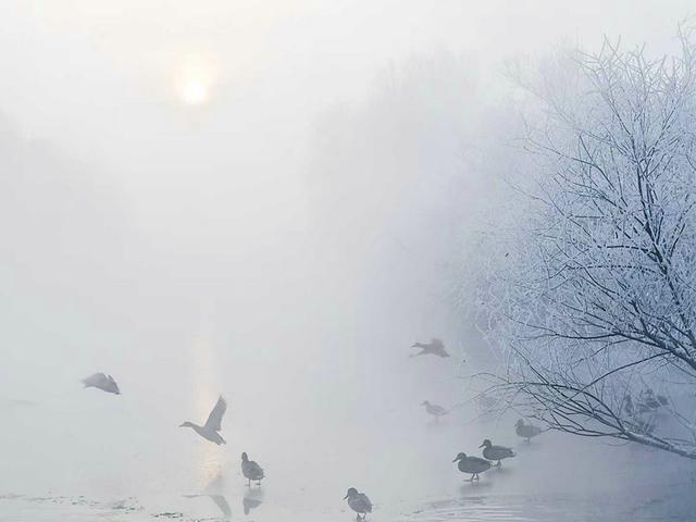 伊宁天鹅泉湿地公园：冬日里的生态诗画