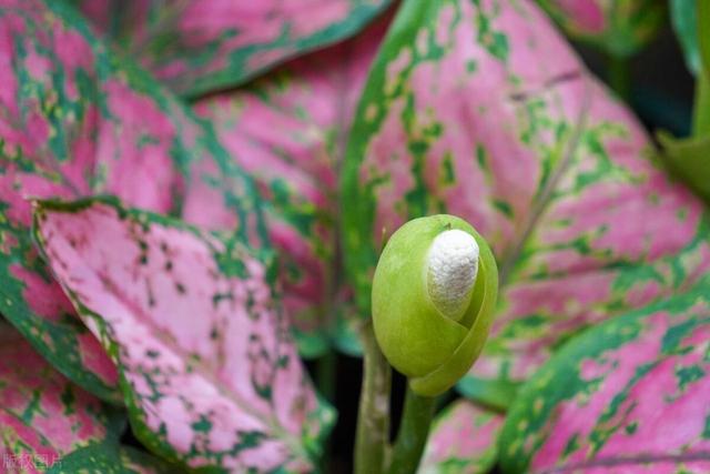 别再瞎养合果芋了！这份秘籍让它四季焕发生机