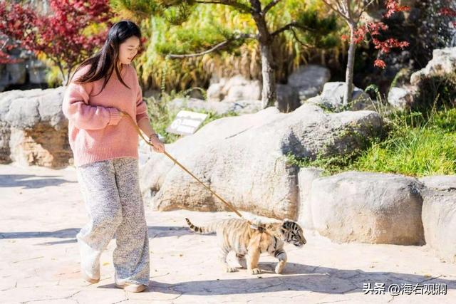 萌虎“糖糖”送福来，爪印成章迎新年