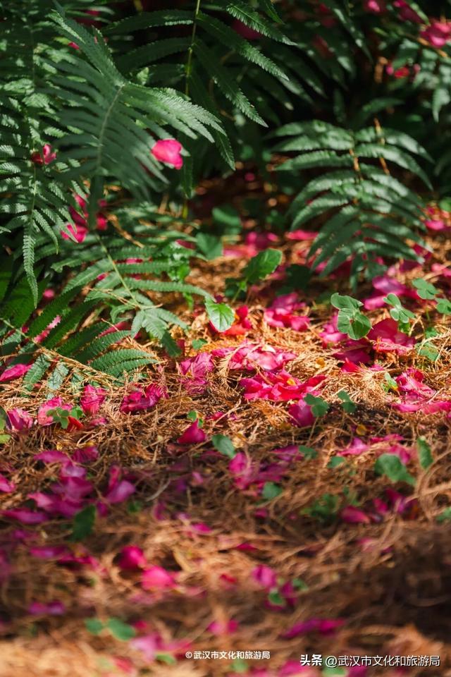 万株兰花盛放，2026赏花季，来了！