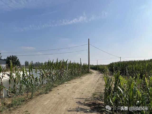 冠县乡韵·兰沃乡大柳邵村