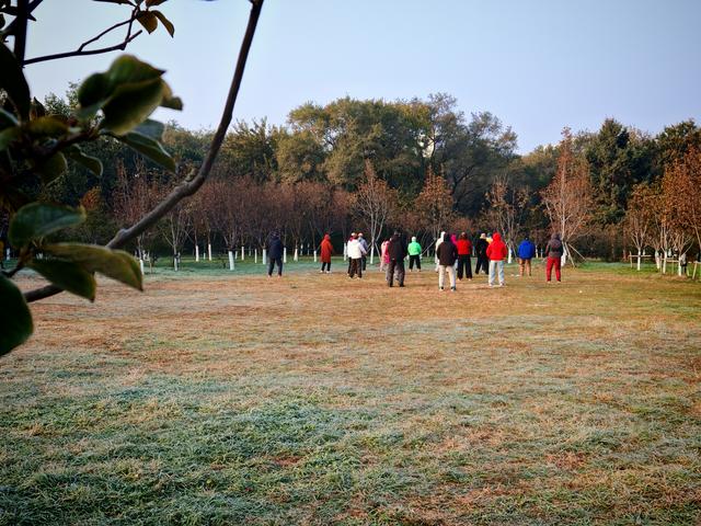 沈阳寻找银杏：从北陵到北塔