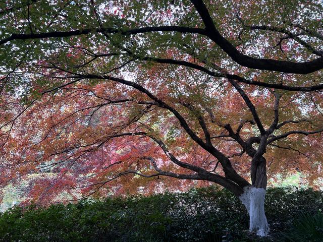 如花如画，每年一见的杭州红叶季到了，错过再等一年。