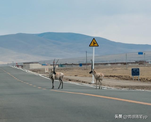 【天路守护者与藏羚羊的温柔约定】🐑