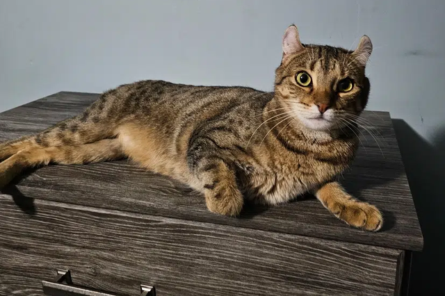 全世界100个宠物猫品种大赏！