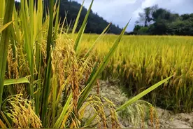 高！颜！值！韶关这里的百亩梯田铺满“金黄”图片