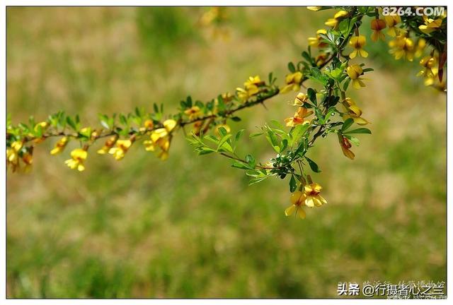 山东行游影记（50）—银雀山汉墓竹简博物馆（一）