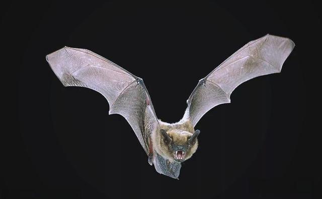 尼帕病毒有5例确诊！将近百人隔离！公众场合请坚守“4不碰”原则