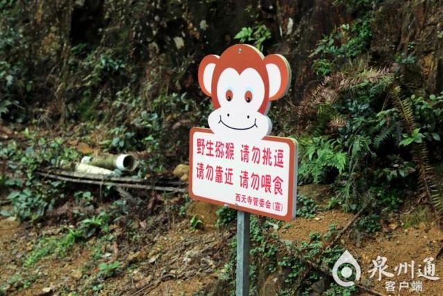 泉州上百只野猴上西天寺“大闹天宫”！上房揭瓦、进殿偷果、打劫游客抢包夺食……