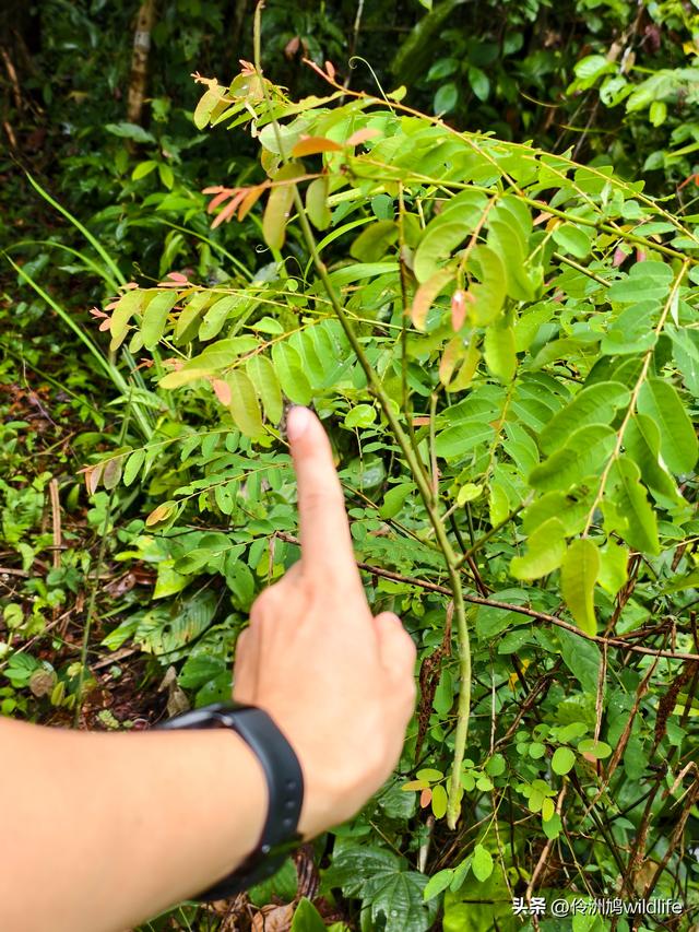 马来西亚(31)砂拉越州⑤姆鲁山canopy树冠高空漫游