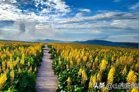 七月历山 云顶花海图片