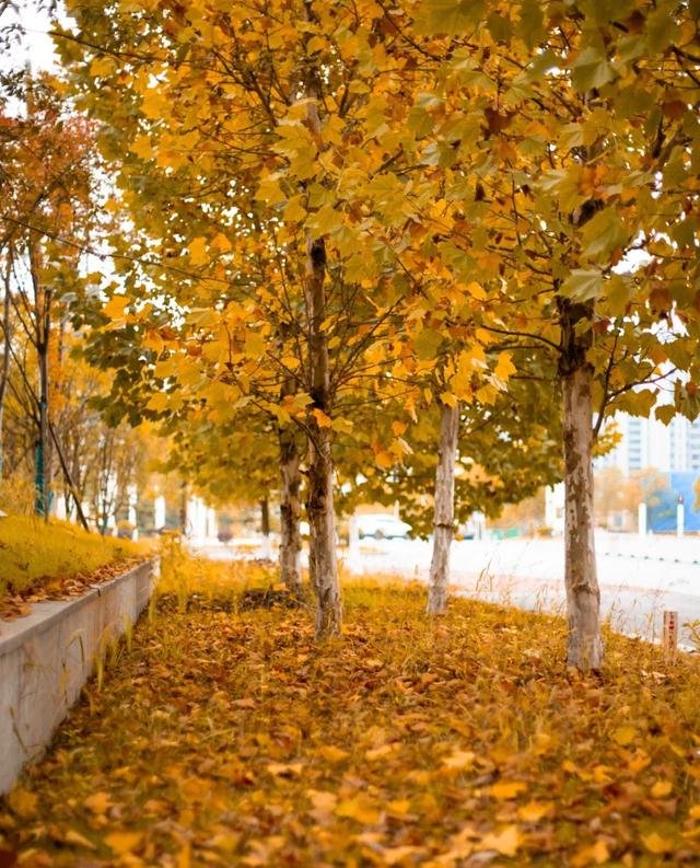 不用去南京,醴陵有属于自己的梧桐大道