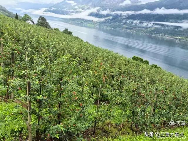 北欧旅游印象之十一:哈当厄尔峡湾苹果园