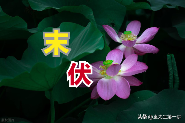 今日末伏，老人说最怕“末伏一日雨”，末伏下雨有啥预兆？