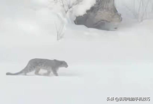 雪豹咬人内幕曝出！村支书还原真相	，央视发文怒批，当事人被打脸