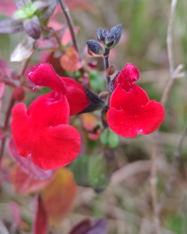 繁花似锦的秋天