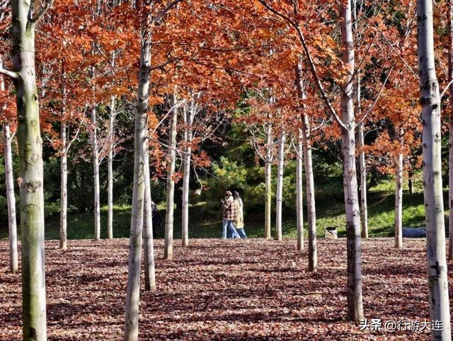色彩峰值~走进横山公园“枫”景大片！