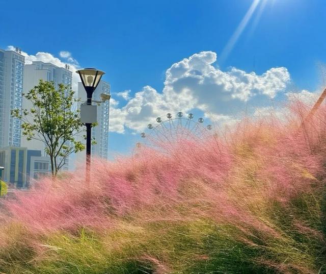 重阳登高何处去？安溪邀您赏花踏秋，解锁「茶山+云海」双景模式
