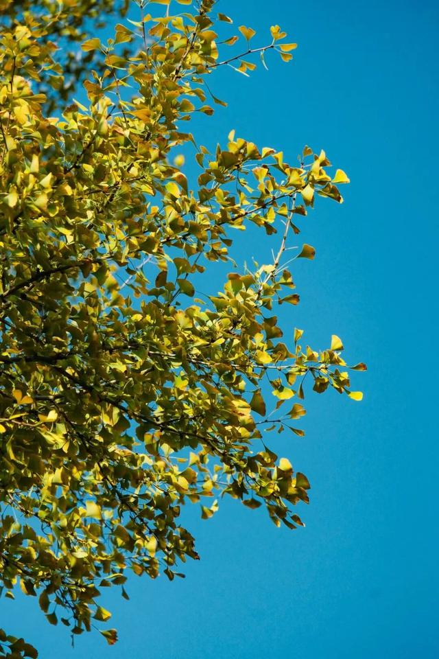 银杏黄了，太阳暖了，武侯在等你