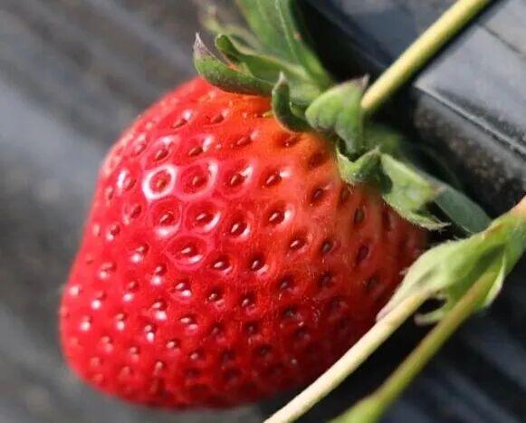 君山草莓采摘季3月8日甜蜜启幕，邀你共赴“莓”好时光