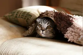 寄养应走向规范 勿让宠物“好窝无处寻”图片