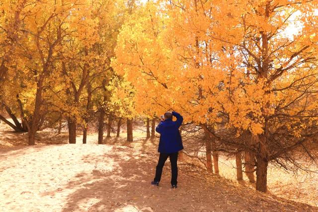 高台:九头胡杨迎来最佳观赏期