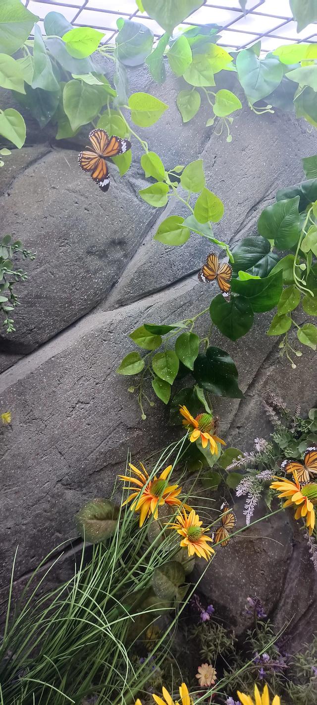 西安长安云昆虫展你来了吗