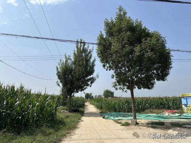 冠县乡韵·定远寨镇前杏园村