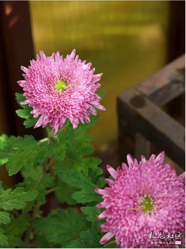 昆明秋景｜昙华菊花，芳香四溢！（附攻略）