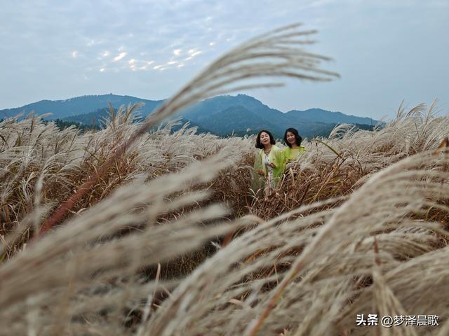 豫客纷至安陆，共赏银杏芦花绘初冬