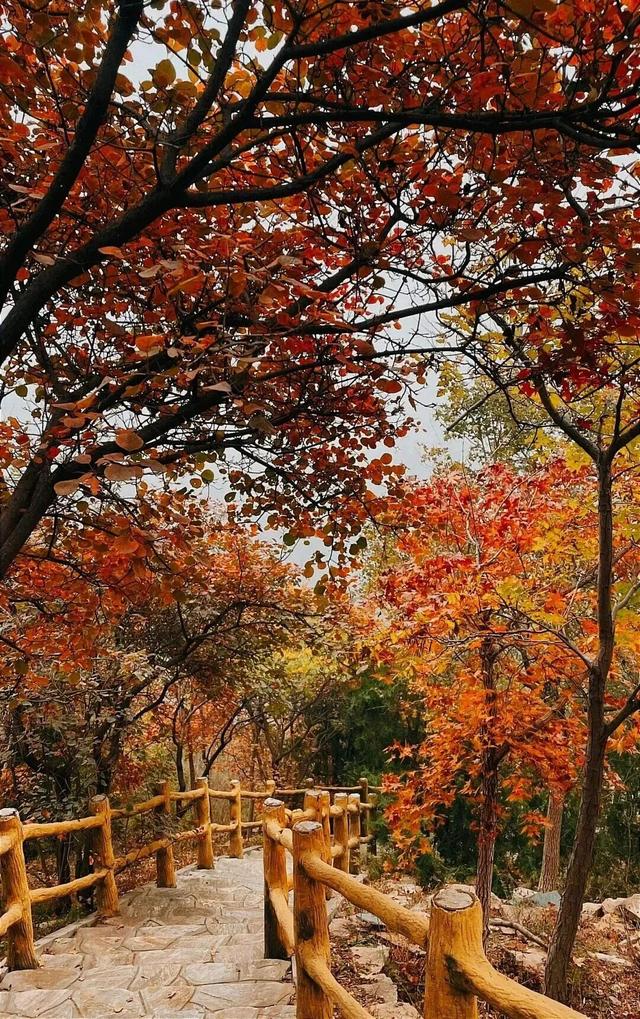 赏秋登高正当时！丰台这些好去处——