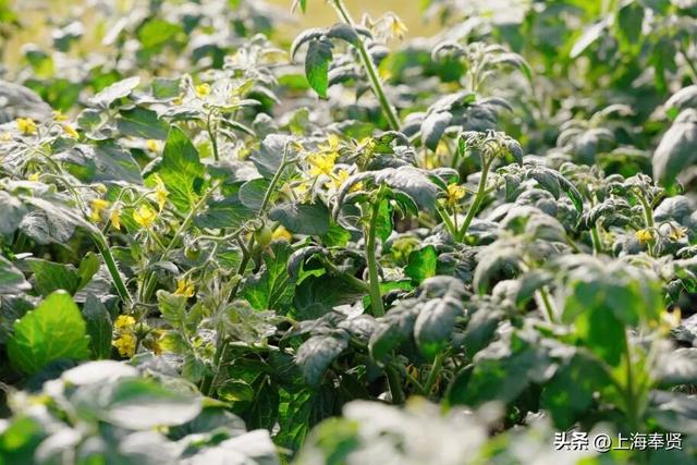 在海湾镇，遇见冬日的浪漫颜色