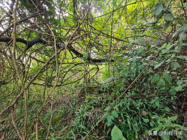 探寻龙眼山古寺遗址，一次最为艰难的野外探险之旅