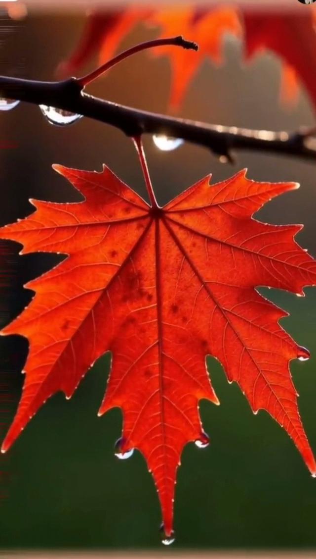 大巴山安康美景新韵—你我在雨中雨中邂逅