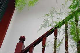 江苏小姐姐一盆文竹养10年，网友直呼：不得了了，你家文竹成精了图片