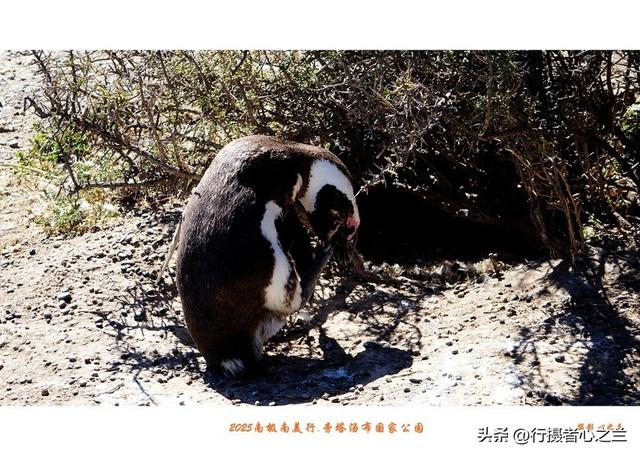 南极南美三国行游影记（76）—阿根廷旁塔汤布国家公园（三）