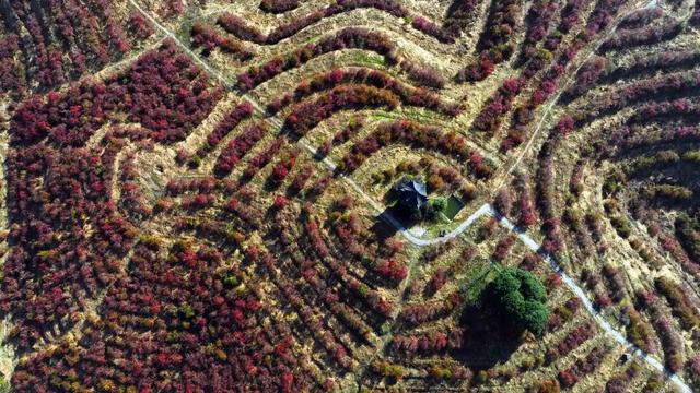 锦屏龙池多彩田园：冬日蓝莓园“枫”景独好