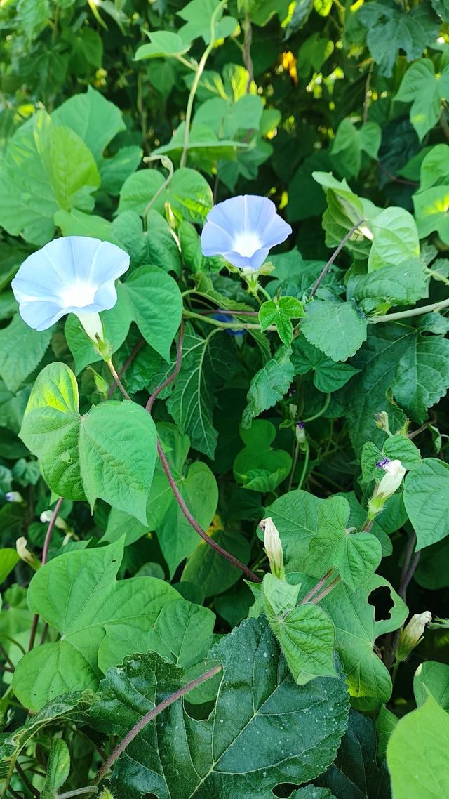 牵牛花的寓意与象征