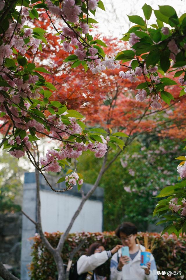 唯有洛阳，能让牡丹不只是花，而是历史本身