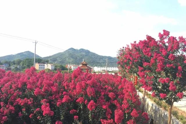 麻城超浪漫的盛夏花海，快来打卡！