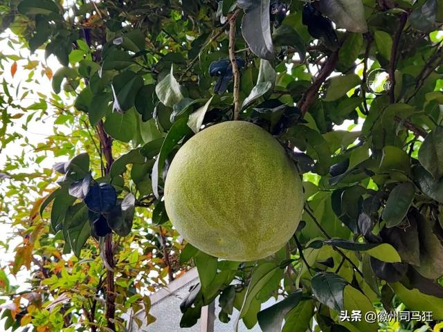 【行走徽州227】芳塘：许是半亩方塘的传承，明经胡有人高中传胪