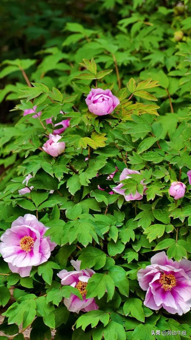 “太庙牡丹游园活动”嗨玩8天！赏花观演、集章打卡、文创市集一站式畅玩