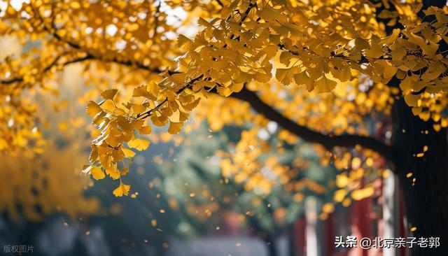 地坛银杏初黄正当时，错过就没机会了