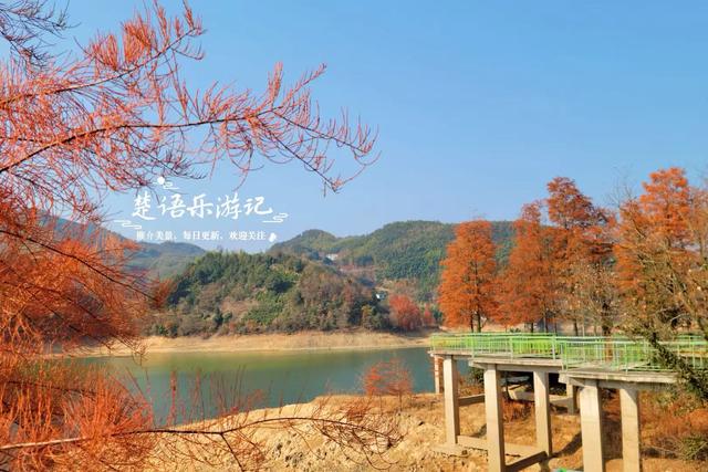 绍兴新昌这处风景少有人来，却是宝藏型桃源秘境，红杉林美不胜收