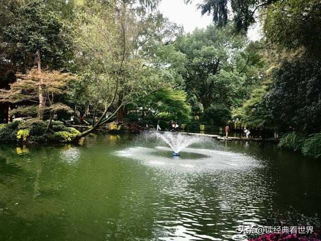 杭州植物园的菊花展——一场关于菊花的饕餮盛宴（二）