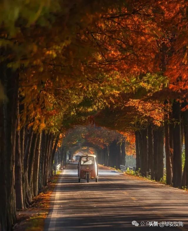 彻底火了，不是北欧是汉南！水杉隧道+落日，氛围感直接拉满！