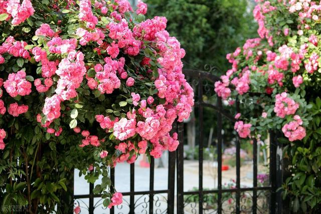 2025 实测！爬藤月季 “扛把子” TOP5，新手闭眼入的爆花神器！